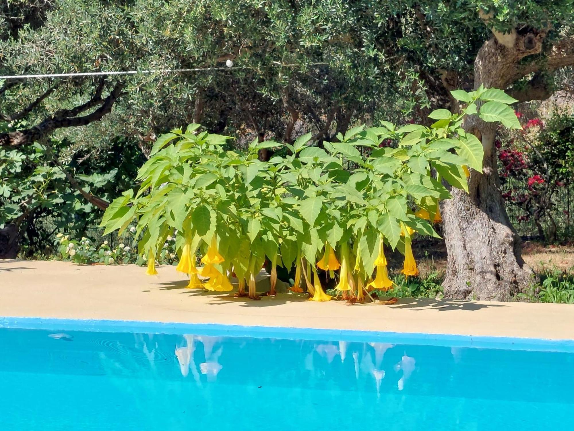 Sofiana'S Garden Retreat With Private Pool Apartment Dhrapaniás Cameră foto